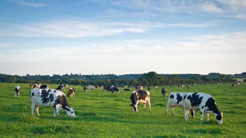 Baladna-confirms-plans-for-2025-dairy-product-commercialisation-in-Malaysia.jpg