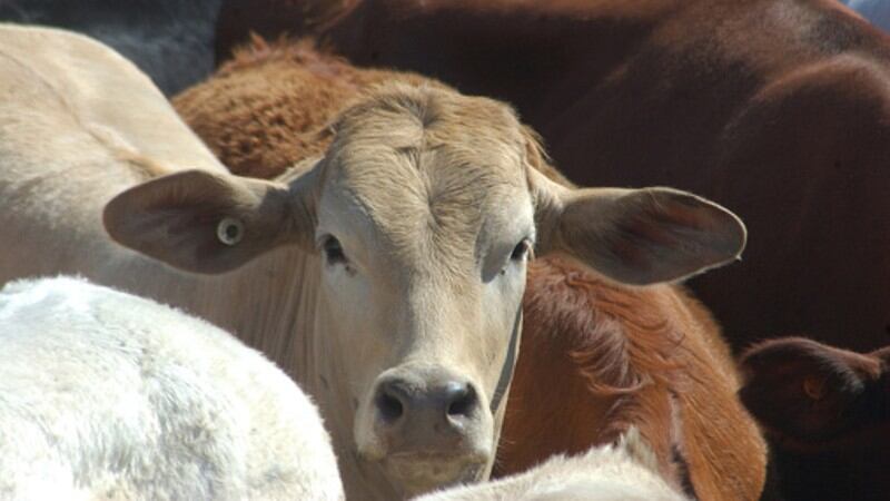 Free trade frustration: Cold-chain and cattle disputes hold Indonesia back despite Australia deal