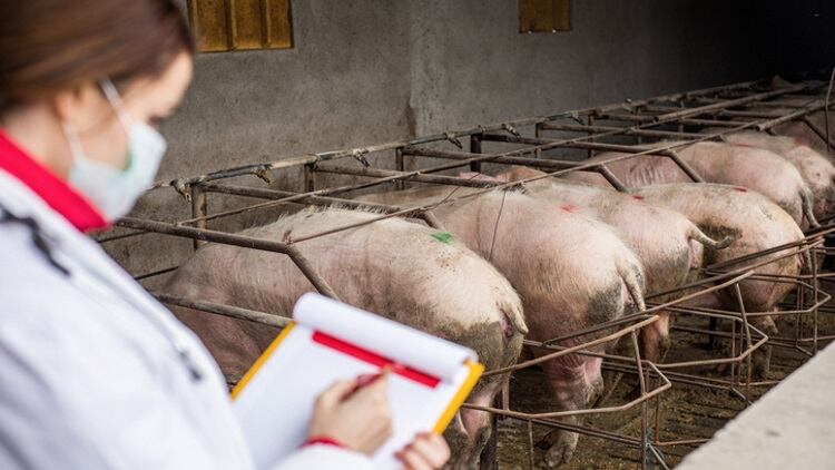 African Swine Fever found in Chinese animal feed