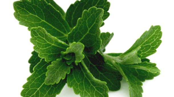 Stevia.jpg