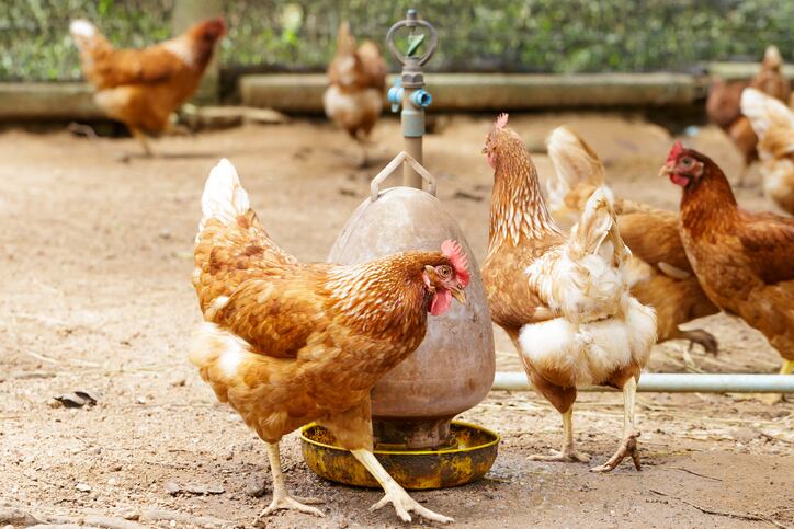 Cracking it: Retailers and producers line up to embrace cage-free egg market