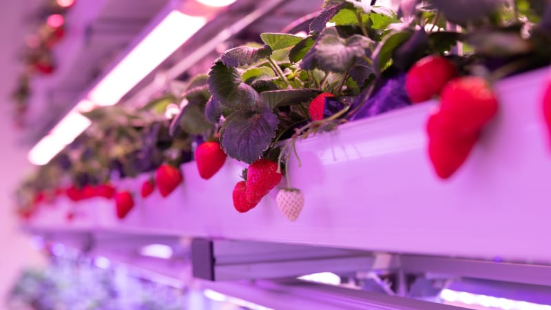 Singapore’s Singrow blooms ambitions to build agricultural powerhouse in Thailand with new partnership