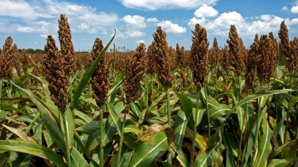 Sorghum.jpg