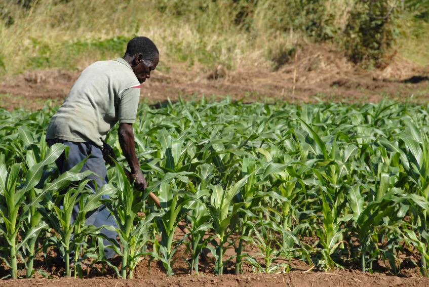 Africa-crop-farmer.jpg