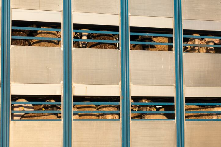 Ban on live sheep export to Middle East extended due to heat stress risk