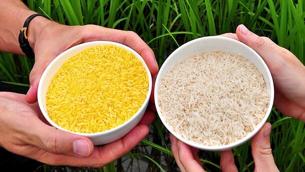 Golden-rice.jpg