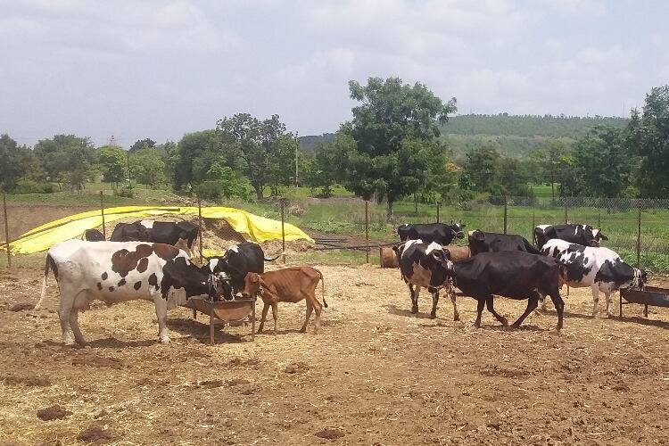 Farmers cheer India’s exit from regional FTA