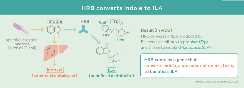 HRB converts indole to ILA