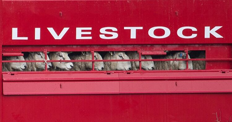Australia red meat and live exports grow 13%