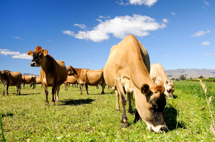 New-Zealand-dairy-farming-s-water-use-under-scrutiny.jpg