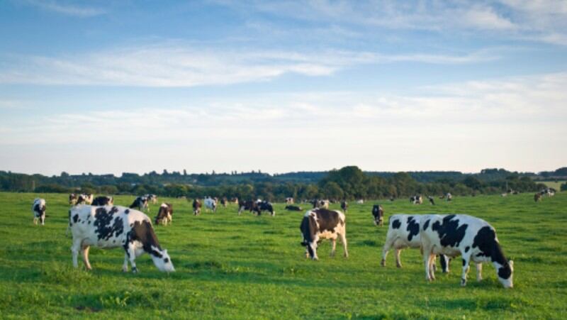 Conscientious, not complacent: New Zealand dairy industry now in ‘place of responsibility’ to help global sustainability drive
