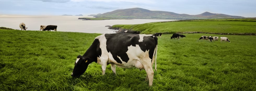 Bord-Bia-food-and-drink-from-Ireland-where-quality-and-safety-are-priority.jpg