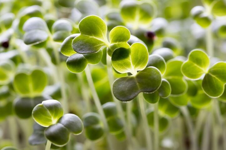 Broccoli sprout for cellular health: Australia’s Ora expands practitioner-grade product range