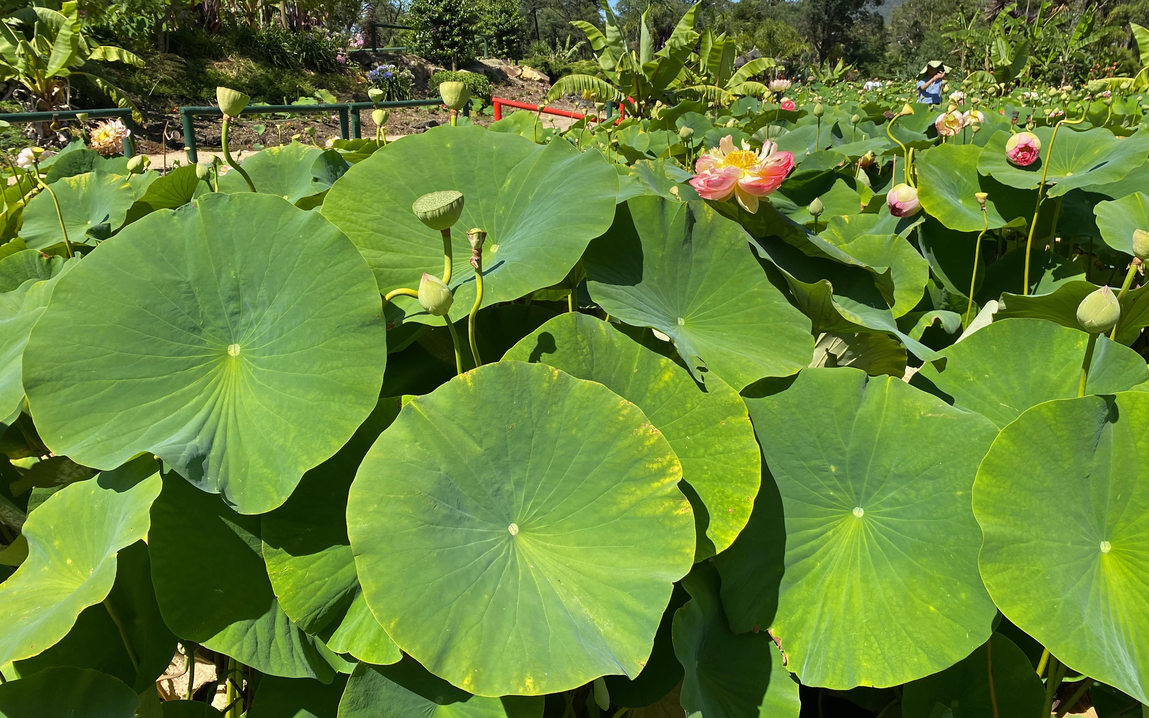 Researchers-develop-bioplastic-based-on-lotus-leaf.jpg