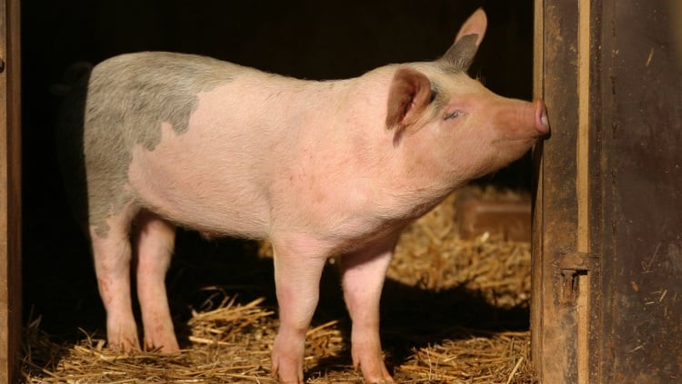 China reports first case of ASF in pigs