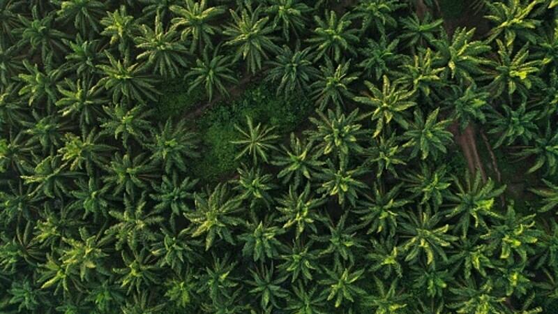 'No sustainability without traceability': Palm oil giant stresses value of supply chain knowledge for future success