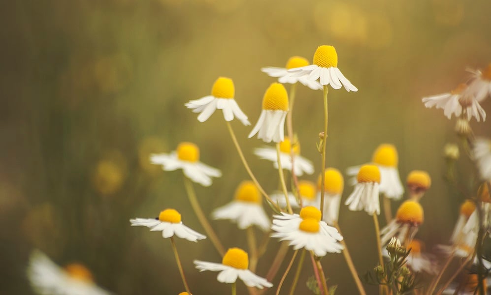 Botanical-yields-fall-as-climate-change-affects-harvests.jpg