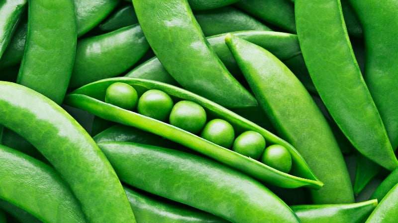 Supplementation of freeze-dried pea more effective than kale for glycaemic control – Saudi study