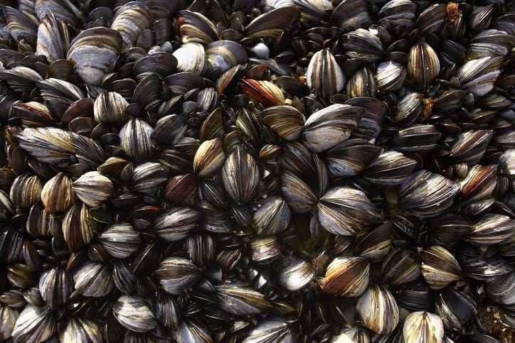 Microplastic misery: Researchers warn of risk to food supplies after new Australia study