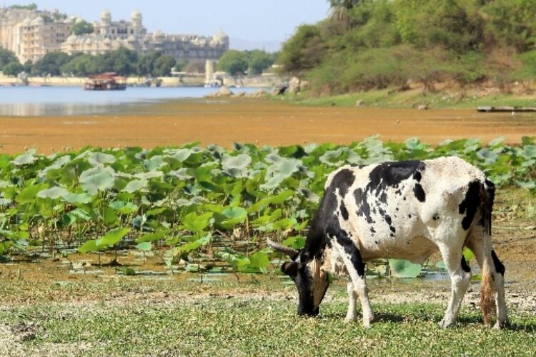 Can India double dairy farmers’ incomes in three years?