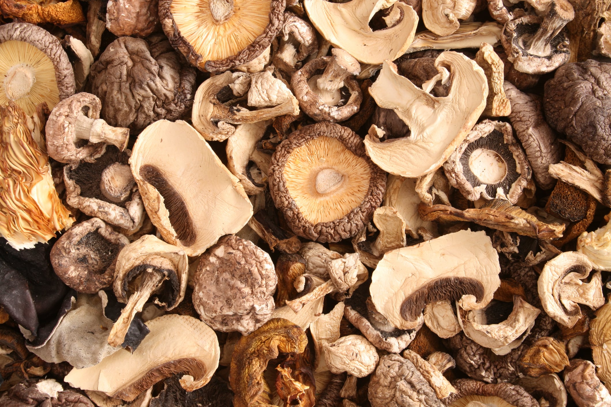 Mushroom mania: China’s Yalexian taps rising demand for natural and umami to boost exports