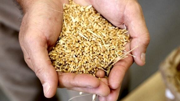 Durum-wheat.jpg