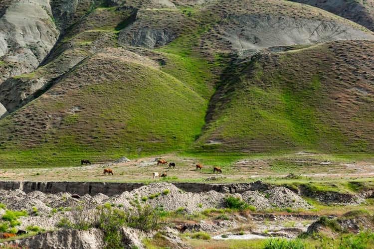 Dairy market reform agreement signed in Israel