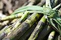 Partnering to return Indonesia to sugar self-sufficiency
