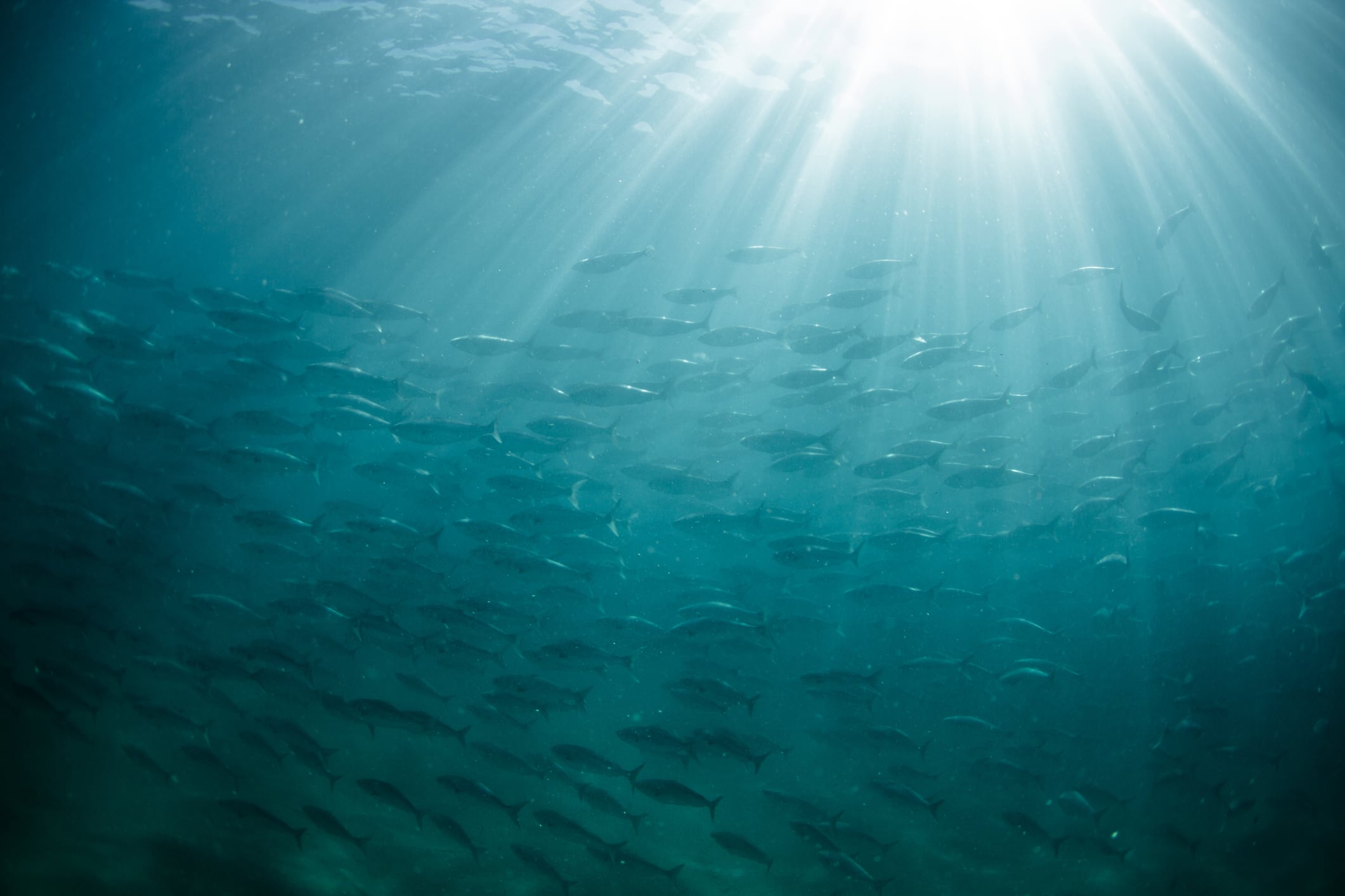 Underwater light