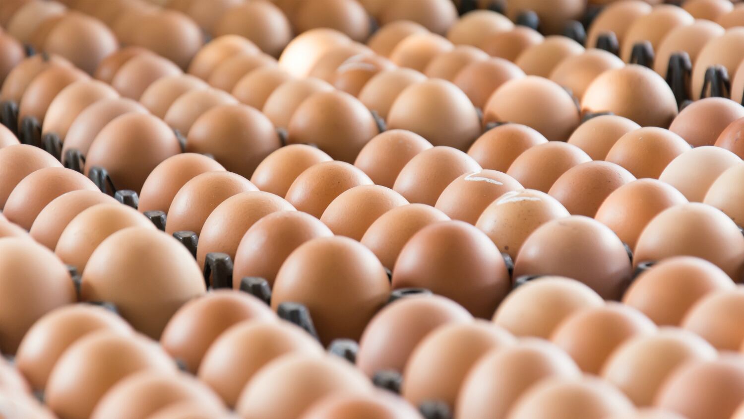 Thai egg firm seeks to crack consumer e-commerce market with new logistics link-up