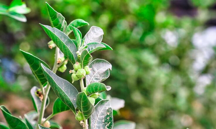 Shakeup-in-ashwagandha-sector-India-s-AYUSH-caution-against-use-of-leaves-in-supplements.png