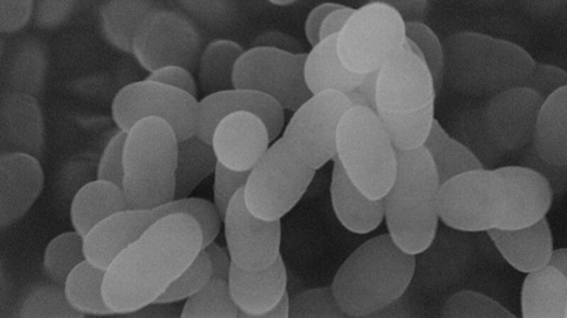 LC-Plasma’s symptom-relief effects show promise as adjunctive treatment for COVID-19 – Kirin and Nagasaki University