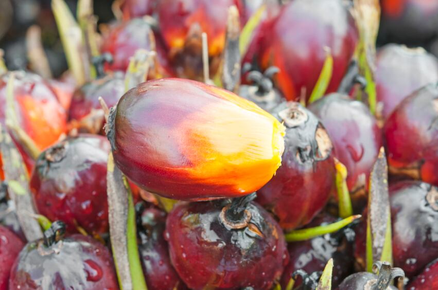 palm-oil-fruit-close.jpg