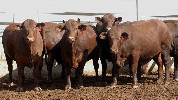 ‘Irrational’ official figures suggest Indonesian beef self-sufficiency by 2022