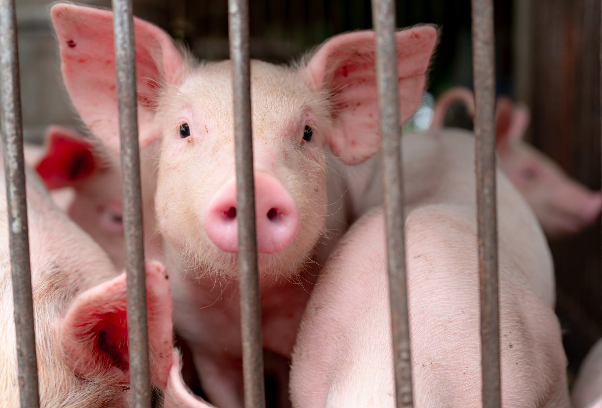 Palm oil, meat and seafood the big winners as China ramps up imports due to African swine fever crisis