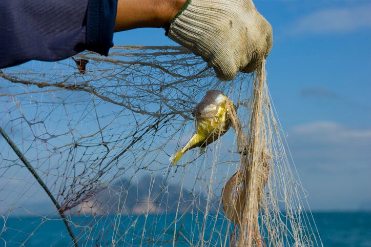 Indonesia-s-BRIN-develops-solution-to-turn-trash-fish-into-raw-material-for-cultured-meat-sector.jpg