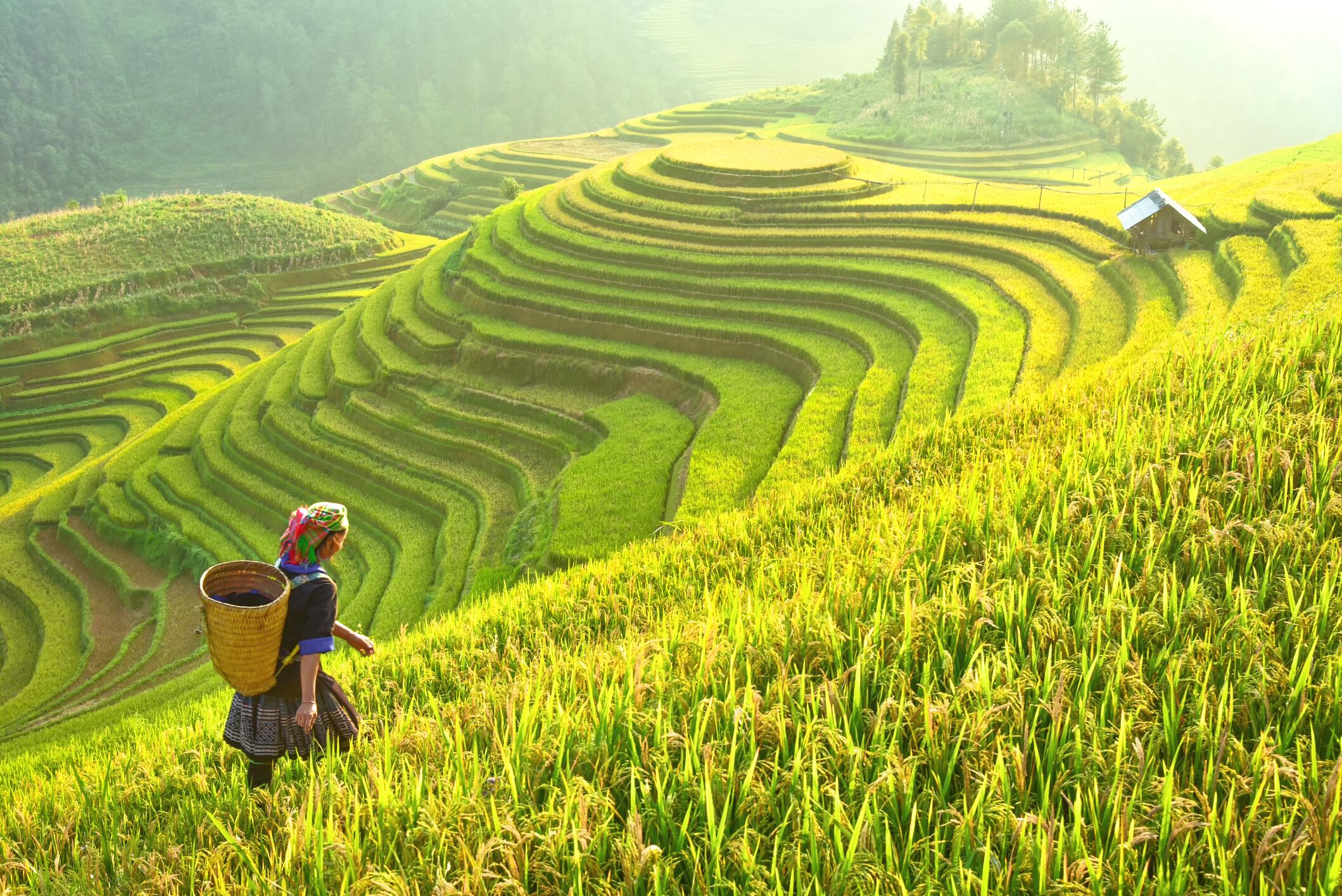 How to make rice a more sustainable staple