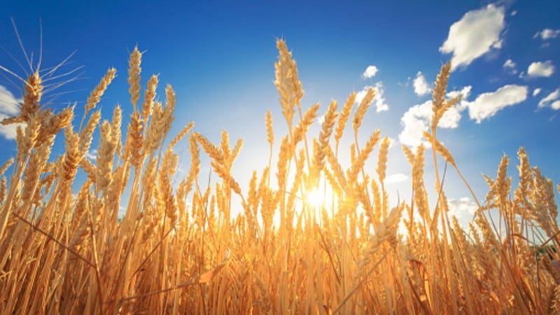 Dashed dreams? India’s post-COVID-19 agri ambitions hindered by fearmongering and locusts