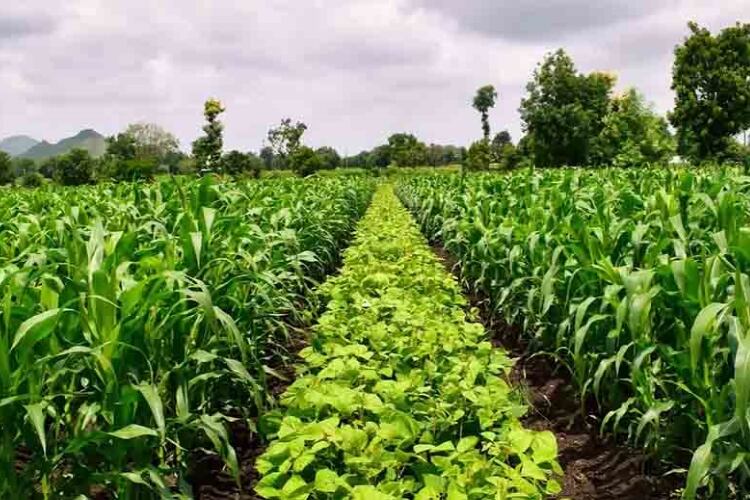 Nestlé announces Europe and MENA climate priorities