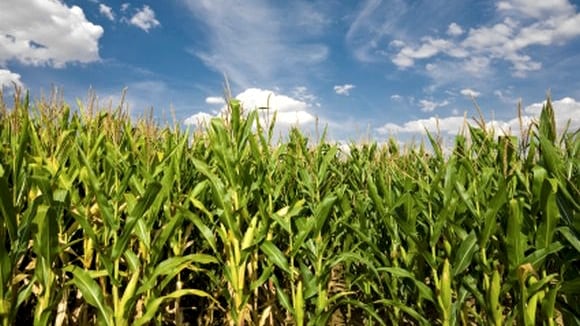 Corn.jpg