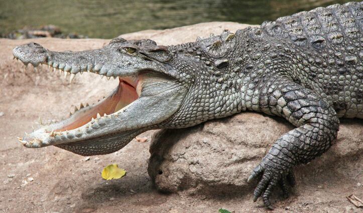 Make it snappy: Thai company expanding crocodile blood supplement for sports after trial findings