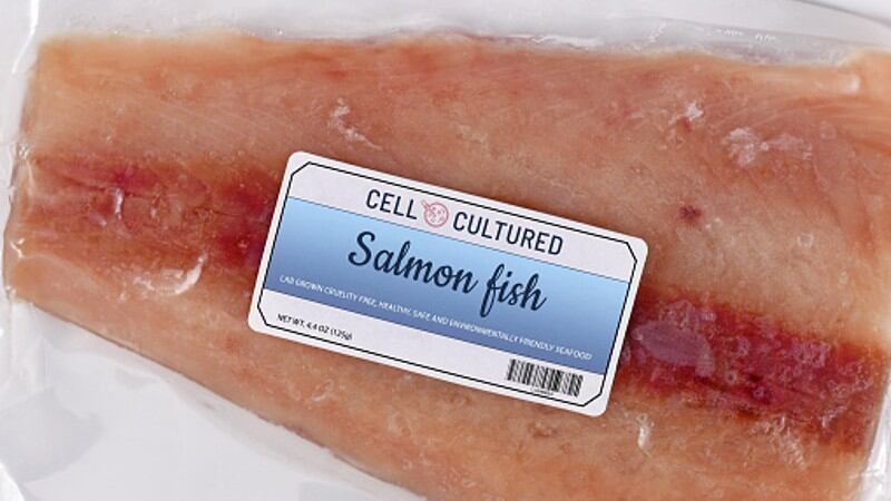 Pioneering production: Pilot plants key for APAC cultivated seafood sector to bridge research-manufacturing gap