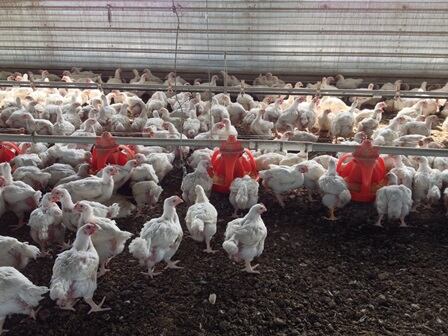 poultry_barn_22.jpg