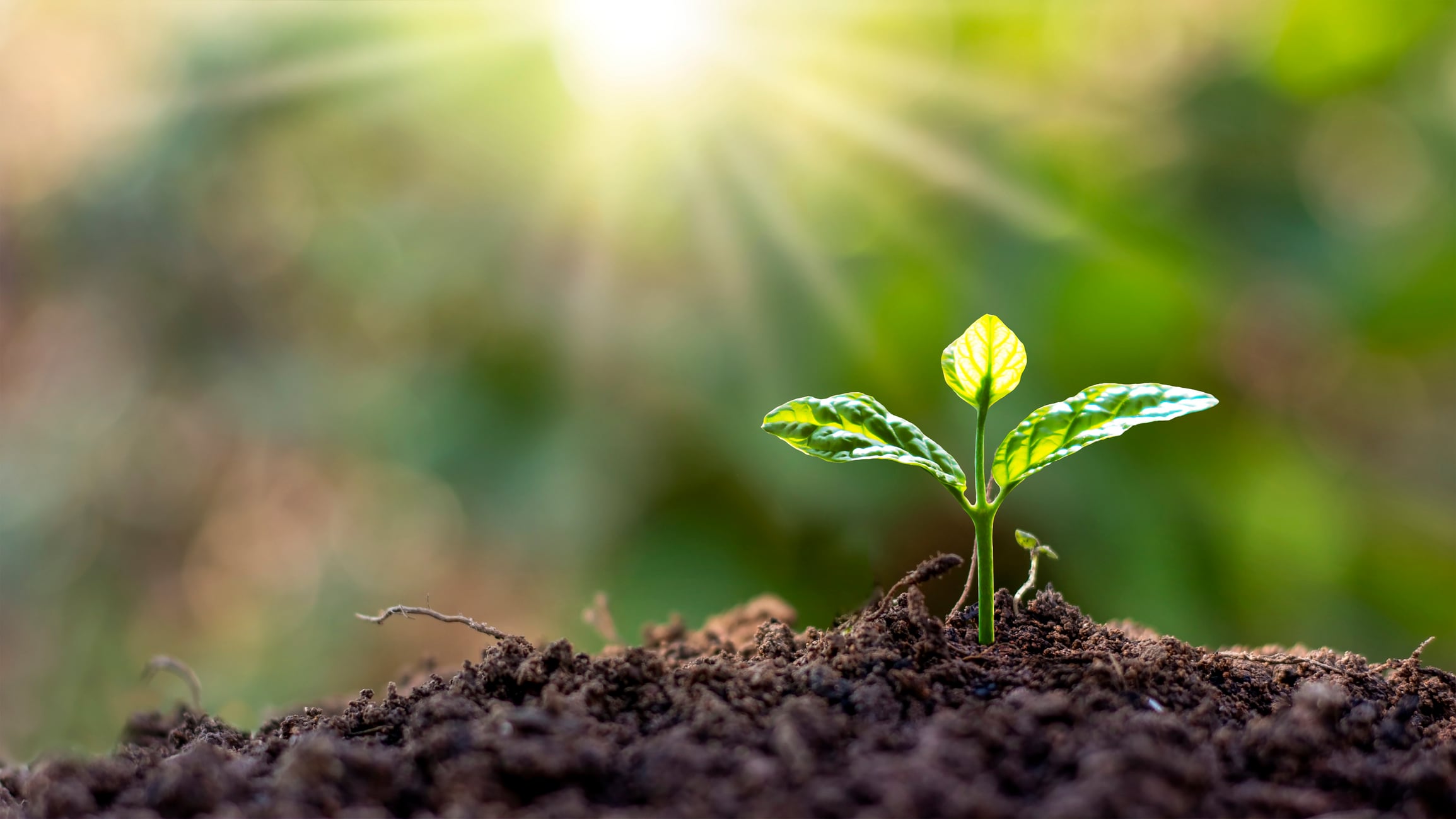 Sustainable growth: Creativity and functionality are key to driving eco-friendly packaging.
