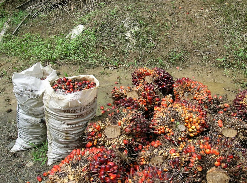 Palm-Oil-Borneo.png