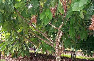 The-cacoa-trees-use-trellis-wires-control-branch-growth-source-Queensland-Gov-2010-study.png