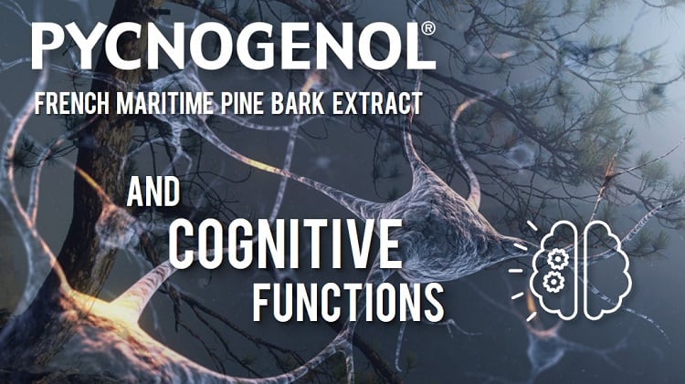 Pycnogenol-R-Supports-Cognitive-Function.jpg