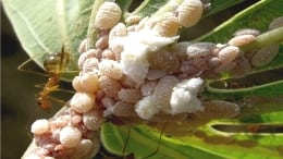 Mealybug.jpg