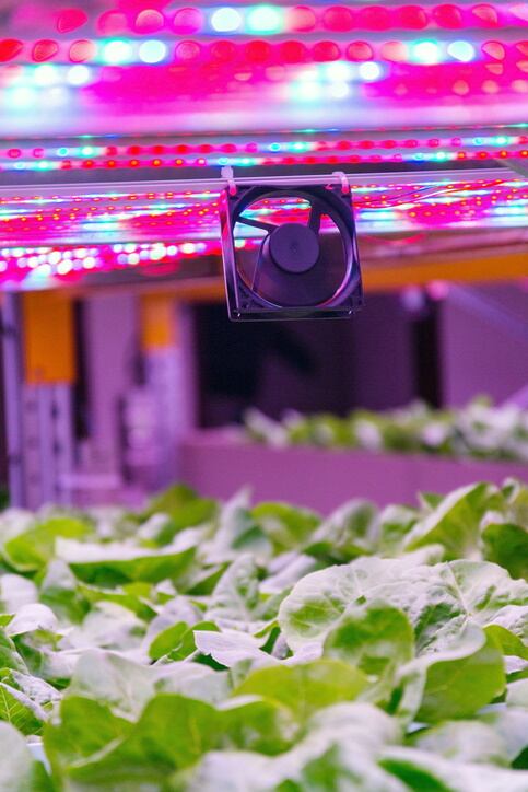 GettyImages-josefkubes-vertical-farm.jpg