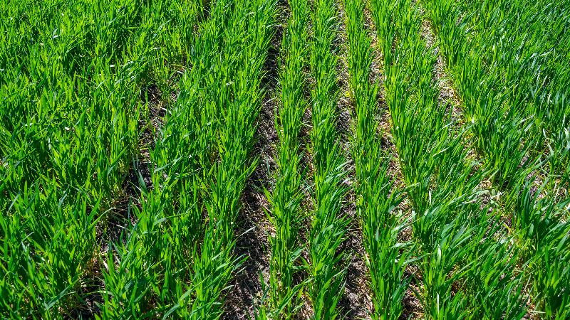 Amway’s Nutrilite banks on regenerative agriculture and farming partnerships to meet “ever-increasing” consumer demand